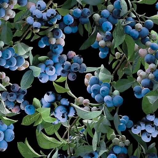 Blueberry Bush Black Quilt Cotton