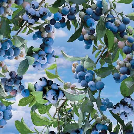 Blueberry Bush Sky Blue Quilt Cotton